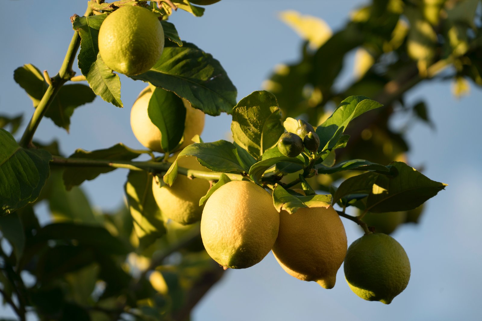 Fresh ripe lemons on a citrus tree in Murcia, Spain