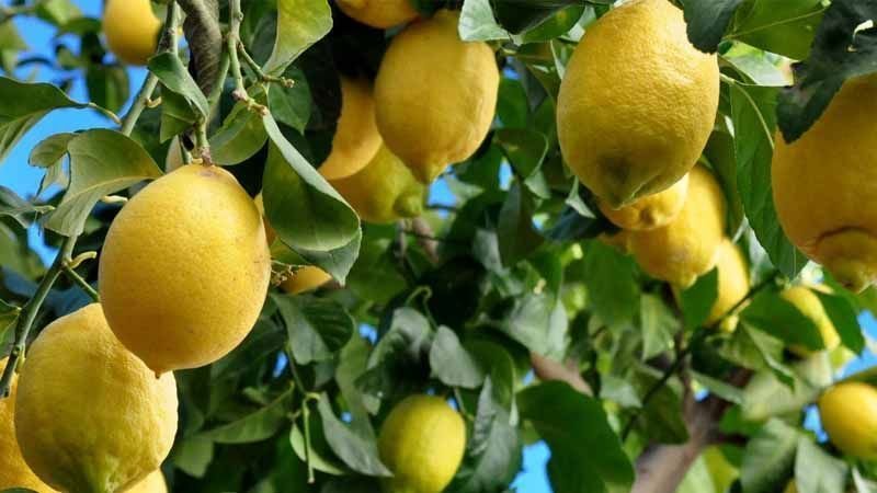 Fino lemons from Murcia, Spain